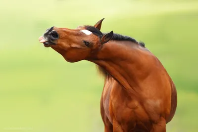 Прикольные и смешные 45 фото лошадей
