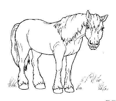 Раскраска лошадь Хакнэ » Раскраски.рф - распечатать картинки раскраски для  детей бесплатно онлайн!