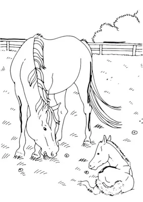Раскраска Лошадь и жеребенок - распечатать бесплатно