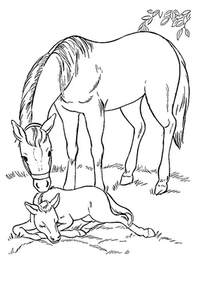 Раскраска Красивая лошадка распечатать - Лошади и пони