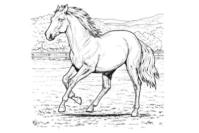 Раскраска Голова лошади антистресс распечатать или скачать