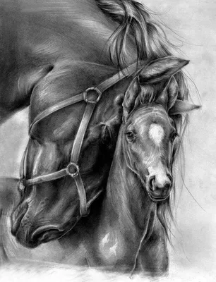 Как нарисовать лошадь поэтапно | DRAWINGFORALL.RU