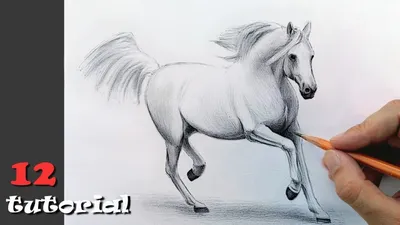 Как нарисовать лошадь поэтапно – Фломзики.ру