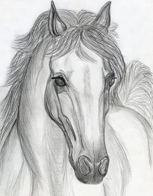 Как поэтапно нарисовать лошадь | Рисовать, Лошади, Кровати для кукол