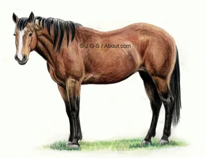 Как нарисовать голову лошади — Пошаговые уроки рисования