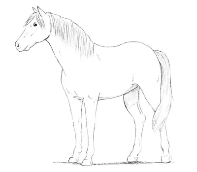 Как нарисовать Лошадь Рисование эскиза, лошадь, лошадь, белый,  млекопитающее png | PNGWing