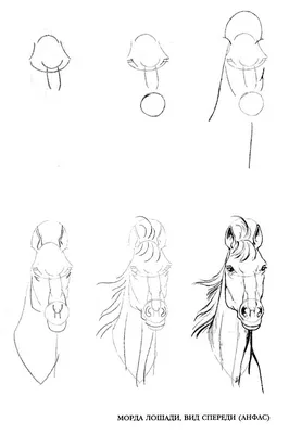 Как нарисовать лошадь поэтапно карандашом