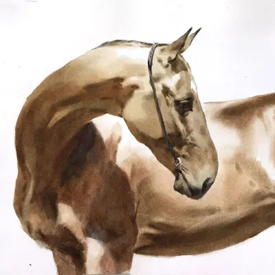 Раскраски лошадь, Раскраска Поэтапно рисуем лошадь как нарисовать поэтапно  карандашом.