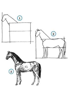 Пошаговые уроки рисования. Рисуем лошадей