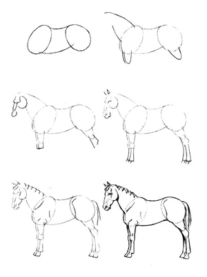 Как нарисовать лошадь | Esboço cavalo, Cavalo desenho, Cavalo