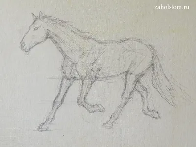 Этапы рисования лошади для детей - 44 фото