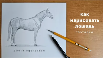 Раскраска лошадь нарисовать. Учимся рисовать лошадь