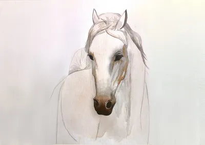 Раскраски Лошадь, Раскраска Поэтапно рисуем лошадь как нарисовать поэтапно  карандашом.