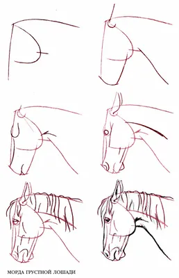 Как нарисовать лошадь на дыбах карандашом поэтапно