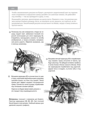 Как нарисовать лошадь | Уроки рисования, Лошади, Рисунок