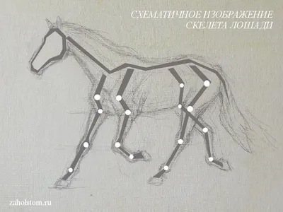 Мустанг Рисование Показать прыжки Как нарисовать лошадь, штриховка, лошадь,  угол, белый png | PNGWing