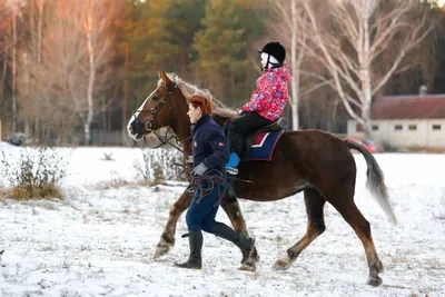 Карета лошадь с крыльями (68019) - купить в Украине | Интернет-магазин  karapuzov.com.ua