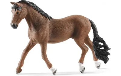 Ганноверская лошадь (мерин) купить Украина | Товары для конного спорта  Equine House