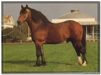 советский тяжеловоз порода лошадей | Конно-туристический клуб