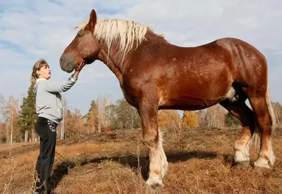Владимирский тяжеловоз - порода лошади - Мой Конь