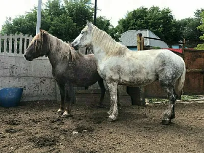 Порода лошадей литовский тяжеловоз - картинки и фото poknok.art