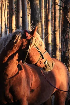 Лошадь тяжеловоз оранжевый купить оптом и в розницу от СадАгро в Москве