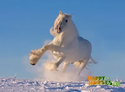 Настоящие тяжеловесы»: 6 самых сильных лошадей на планете | Заметки о  животных | Дзен