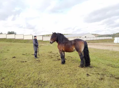 Фермер из Краснопольского района разводит лошадей-тяжеловозов