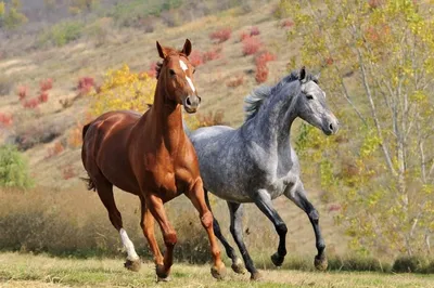Укрепляйте нервы и уменьшайте стресс у беспокойных лошадей с помощью трав.