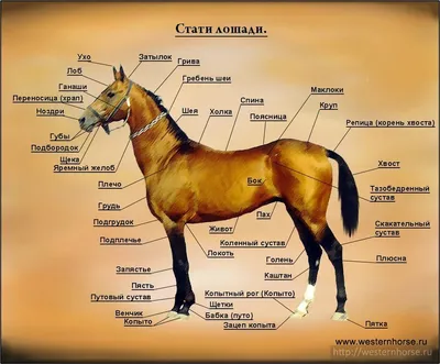 Horse Age/Эпоха лошадей