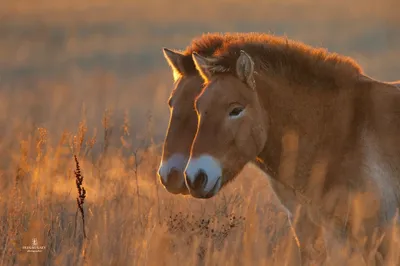Фото лошадей, от которых вам станет тепло на душе | Пикабу