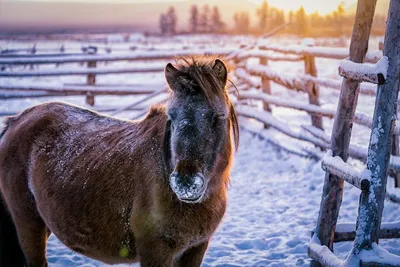 Картинки лошади зимой