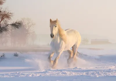 Фотография лошадь белые зимние Снег Животные 2560x1790