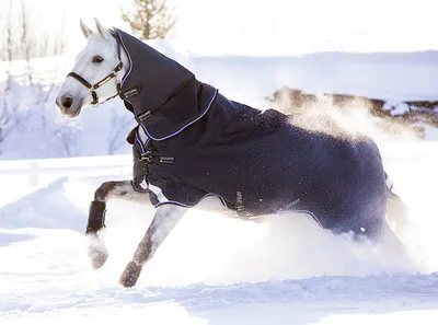 Онлайн пазл «Лошадь зимой»