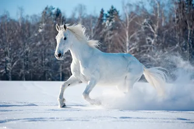 Зимнее снаряжение лошади » Сайт о лошадях KoHuKu.ru