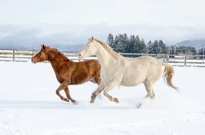 Езда верхом на лошади осенью и зимой: 5 полезных советов | Спорт для  здоровья человека | Дзен
