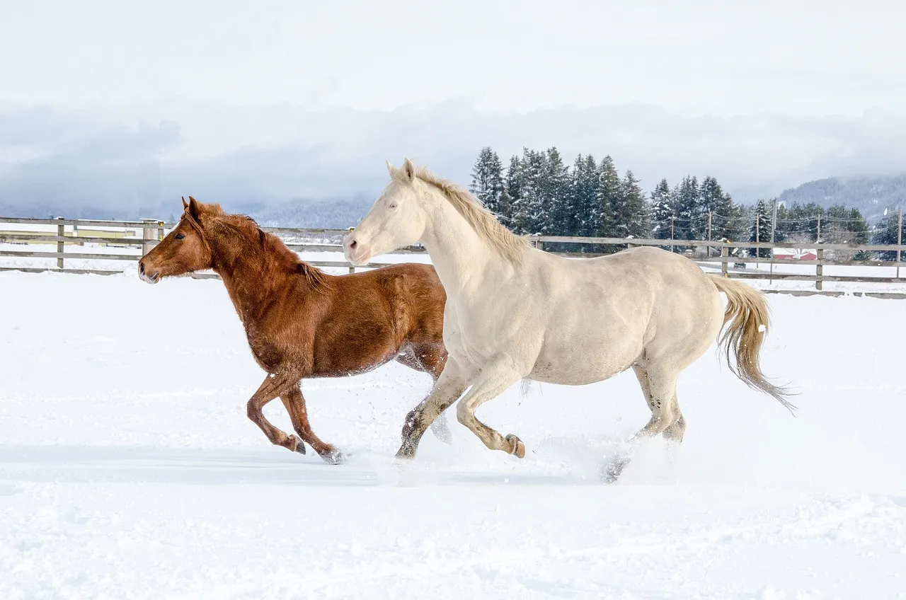 Конь г 5. Лошади в снегу. Лошади на ферме зимой. Тувинская порода лошадей. Лошади в снегу фото.