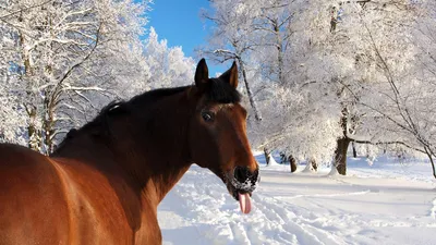 арабская Galloping зима лошади Стоковое Изображение - изображение  насчитывающей снаружи, лошадь: 18708397