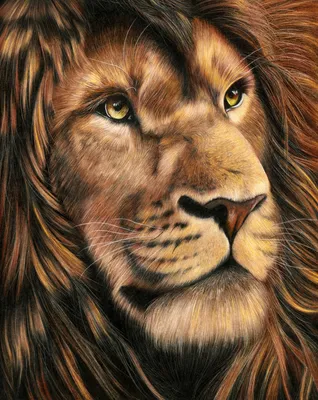 Рисунки льва для срисовки (101 фото)