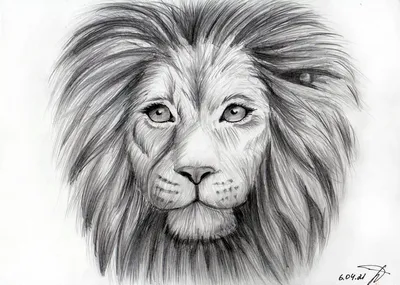 Рисунок карандашом льва для срисовки - 47 фото