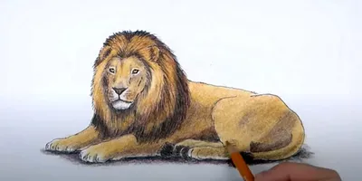 Как Нарисовать Льва для Детей. Рисунки Своими Руками. Учимся Рисовать  Животных. Уроки Рисования - YouTube