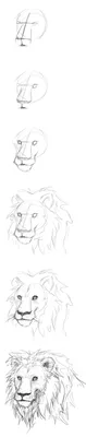 Иллюстрации Нарисованные Вручную Льва — стоковая векторная графика и другие  изображения на тему Карандаш - Карандаш, Лев, Африка - iStock
