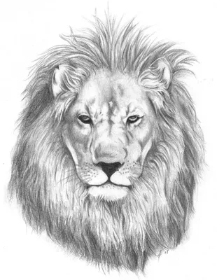 Фотообои Рисунок льва на заказ любой размер, код:2413 | ЭкоПринт