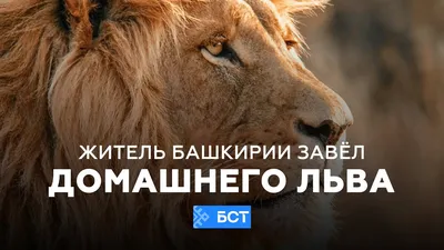 Старейшего льва убили люди, всему виной – засуха | Euronews