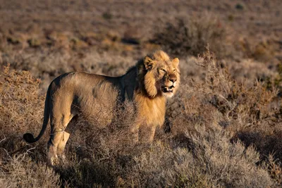 изображение льва с опущенной головой, эстетическая картина льва, лев,  животное фон картинки и Фото для бесплатной загрузки
