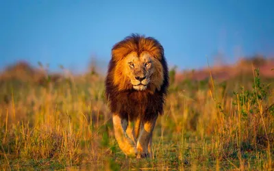 Всемирный день льва: какие угрозы существуют для больших кошек в Африке —  Новости мира сегодня NTDНовости мира сегодня NTD