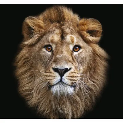 Живая картинка льва» — создано в Шедевруме