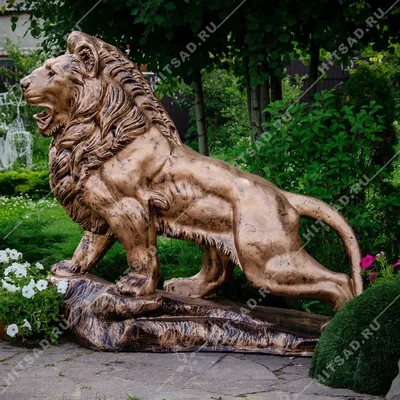 Хозяин беспризорного льва не собирается передавать его в зоопарк