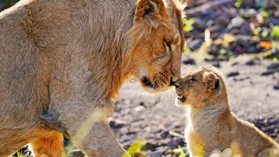 Львица защищает детеныша - картинки и фото koshka.top