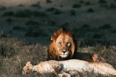 Лев и львица после спаривания | Пикабу